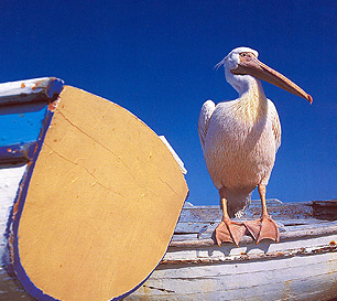 Petros the pelican