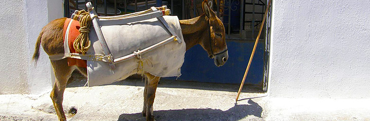 Donkey in Mykonos